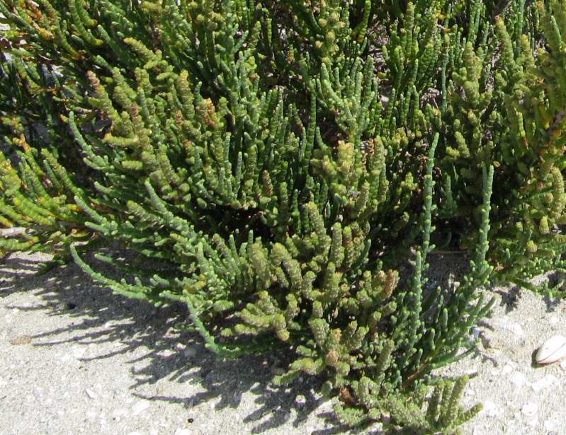 Salicornia patula